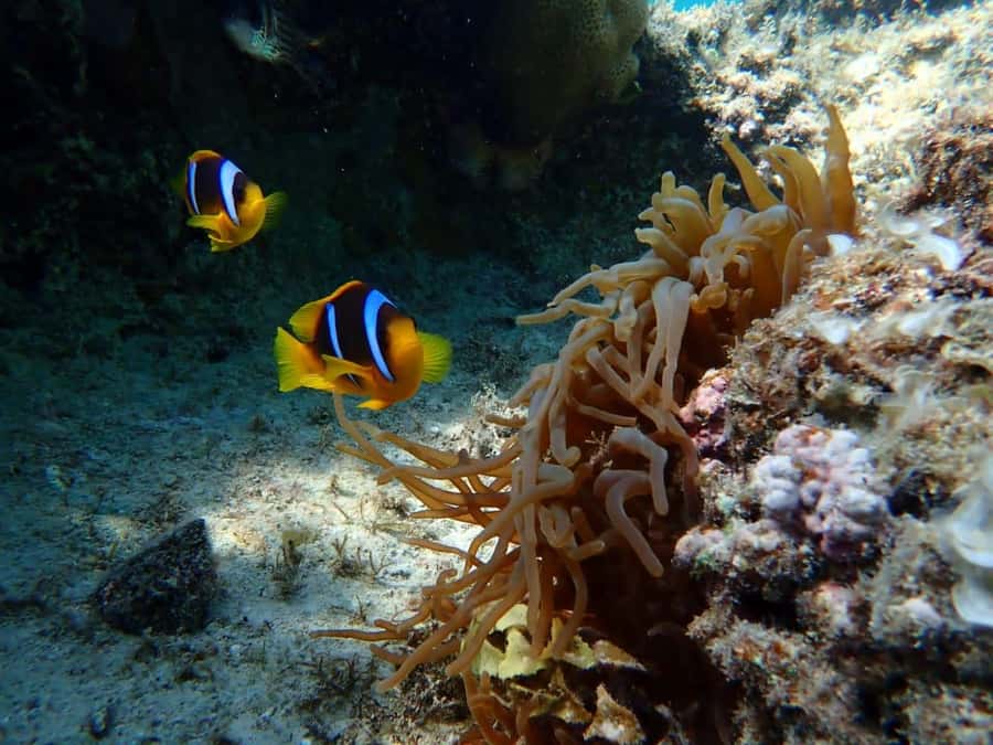 Hurghada: Snorkelling Trip by Speedboat with Hotel Pickup - Morning vs Sunset: Picking the Best Time for Your Style