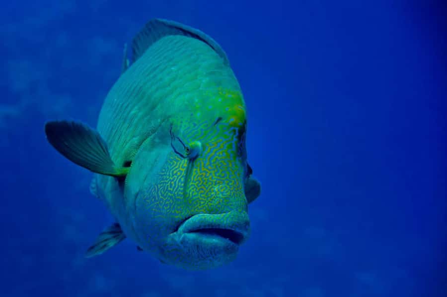 Hurghada: Snorkelling Trip by Speedboat with Hotel Pickup - The Surprise Extras: Shallow Sandbars, Photos, and Wildlife Time