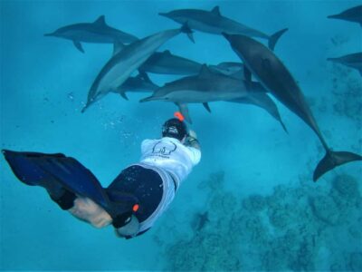 Hurghada: Speedboat Dolphin Watching & Snorkeling with Lunch - The dolphin search: close-up without messing with nature