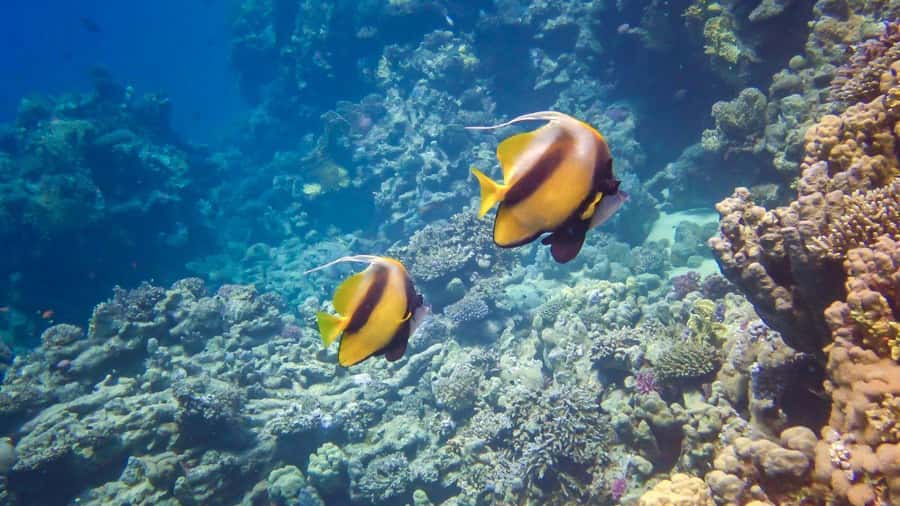 Hurghada: Speedboat Dolphin Watching & Snorkeling with Lunch - Price and value: why $40 can work (or not)