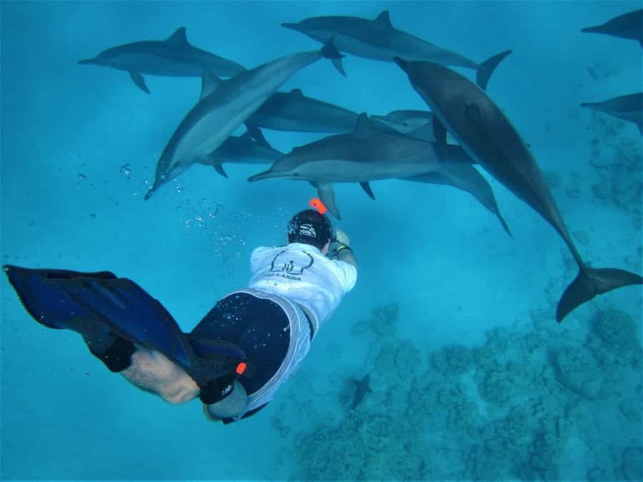 Hurghada: Speedboat Dolphin Watching & Snorkeling with Lunch - The dolphin search: close-up without messing with nature