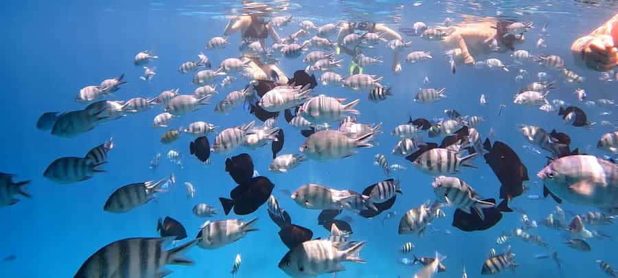 Hurghada: White Island Speedboat Tour, Snorkeling, & Lunch - FAQ