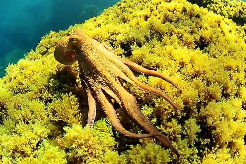 Ibiza Scuba Diving for Beginners and Snorkeling - Why This Course Feels Like the Right First Step