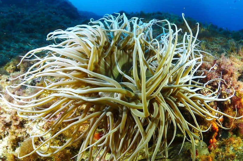 Ibiza Scuba Diving for Beginners and Snorkeling - The Boat Ride and On-Board Solarium Time