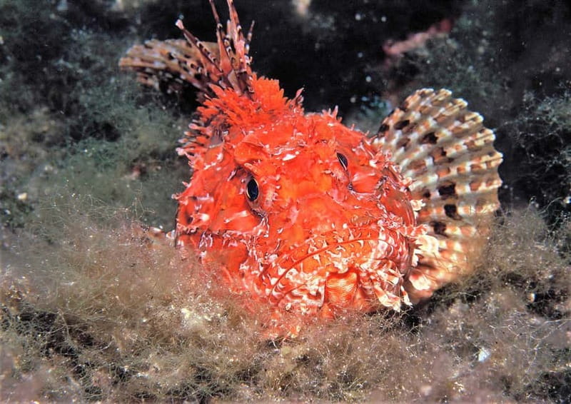 Ibiza Scuba Diving for Beginners and Snorkeling - First Water Skills: Guided Intro Up to 8 Meters