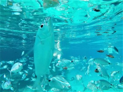 Ibiza: Snorkeling and SUP Paddle, Beach and Cave Boat Tour - San Antonio Meeting Point and How to Not Waste Time