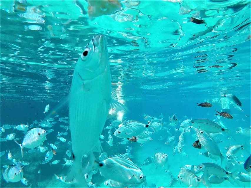Ibiza: Snorkeling and SUP Paddle, Beach and Cave Boat Tour - San Antonio Meeting Point and How to Not Waste Time