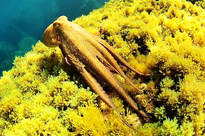 Ibiza Snorkeling Beach and Cave Tour - Stop 3 by Platges de Comte / Cala Conta area: sandy-bottom snorkeling