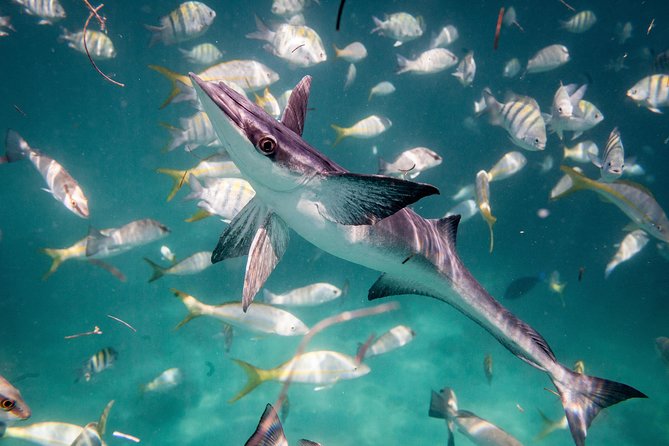 Icacos Deserted Island Catamaran, Snorkel, and Picnic Cruise - Boat comfort details you can plan for