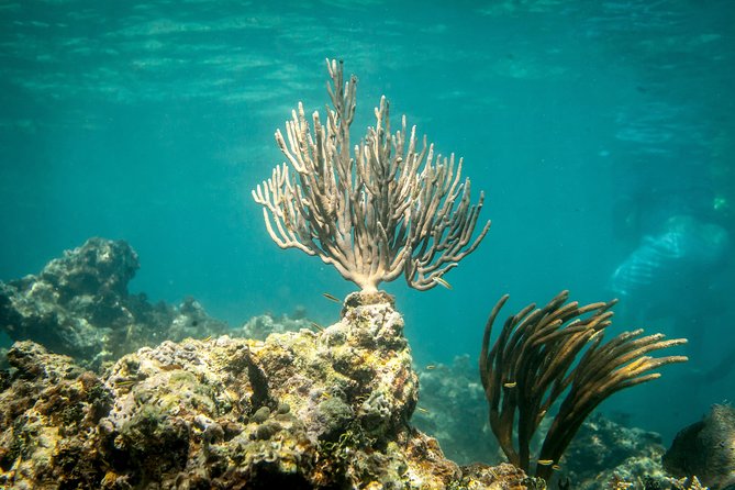 Icacos Deserted Island Catamaran, Snorkel, and Picnic Cruise - Price: is $138.50 a fair deal for this day?