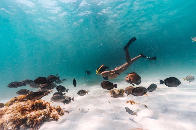 Iconic Aruba Sail and Snorkel Experience - Quick hits before you go