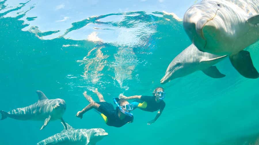 Île aux Bénitiers: Snorkeling w/Dolphins Boat Tour & Lunch - Key highlights worth planning for