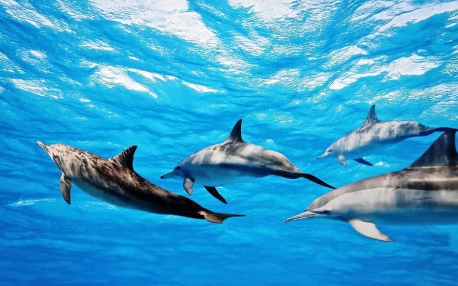 Île aux Bénitiers: Snorkeling w/Dolphins Boat Tour & Lunch - How the day flows: dolphins, Crystal Rock, then Benitier Islet