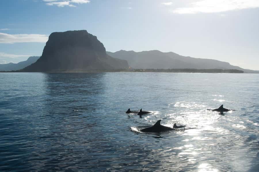 Île aux Bénitiers: Snorkeling w/Dolphins Boat Tour & Lunch - Morning logistics: pickup, timing, and west-coast departure points