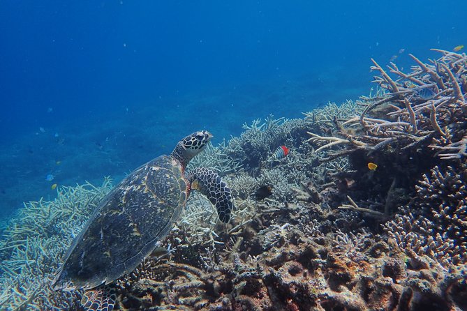 Iriomote Island 1-Day Snorkeling & Mangrove SUP or Canoe - Price and time: $99.10 for a full half-day plus gear, insurance, and photos