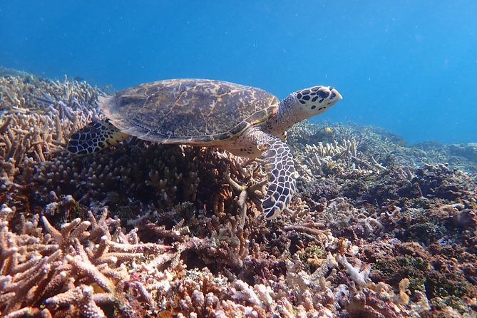 Iriomote Island 1-Day Snorkeling & Mangrove SUP or Canoe - Mangrove SUP or canoe: beginner support that changes everything