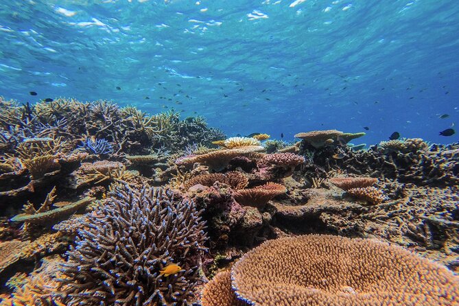 Iriomote Island 1-Day Snorkeling & Mangrove SUP or Canoe - Photos you don’t have to earn the hard way