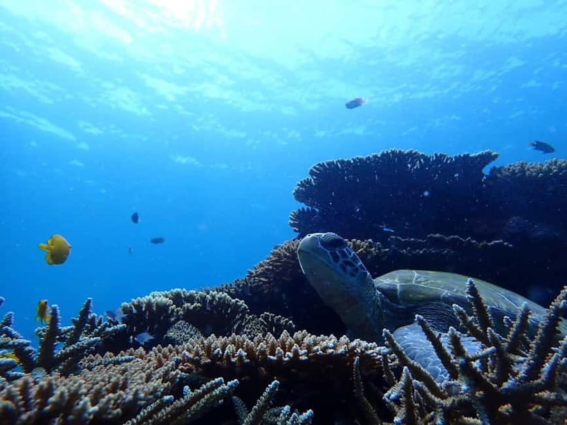 Ishigaki Island: Blue Cave Exploration & Snorkeling Tour - Safety rules that affect who should go