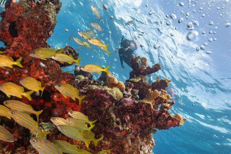 Isla Mujeres: Snorkel Tour at Musa and Manchones Reef - Musa and Manchones: Why This Snorkel Combo Works