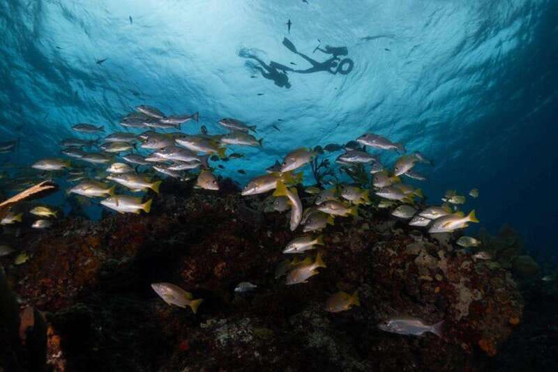 Isla Mujeres: Snorkel Tour at Musa and Manchones Reef - Manchones Natural Reef: Where the Wildlife Shows Up