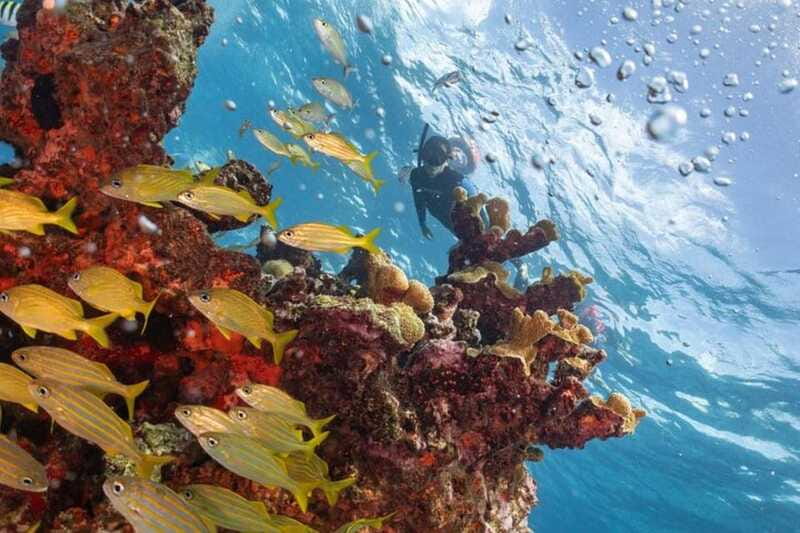 Isla Mujeres: Snorkel Tour at Musa and Manchones Reef - Guides, Gear, and the Safety Feel You’re Buying
