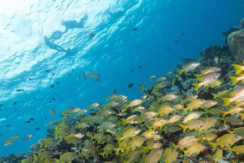 Isla Mujeres: Snorkel Tour at Musa and Manchones Reef - Best For Who: Beginners, Calm Water Fans, and Wildlife Seekers