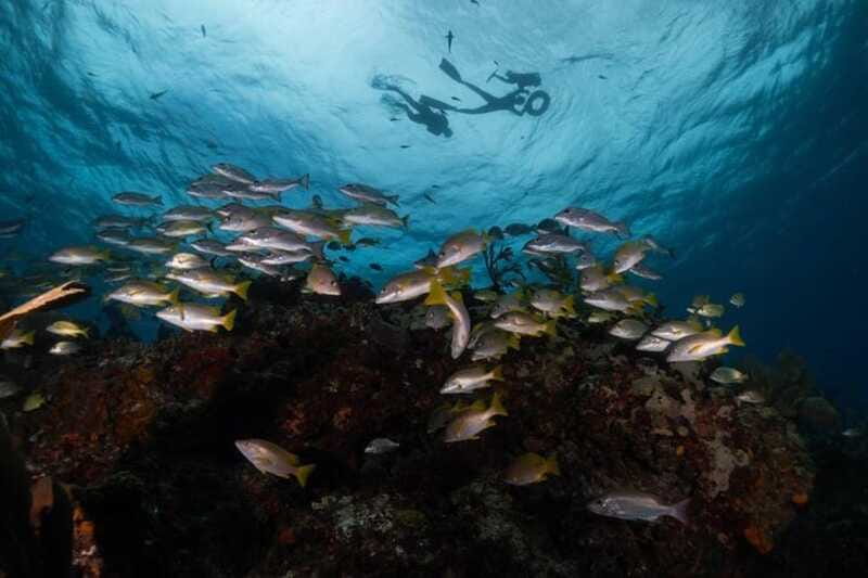 Isla Mujeres: Snorkel Tour at Musa and Manchones Reef - Practical Tips That Make the Tour Easier