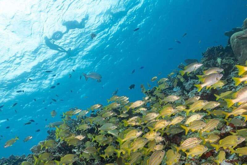 Isla Mujeres: Snorkel Tour at Musa and Manchones Reef - Musa Underwater Museum: Sculptures You Can Actually Follow