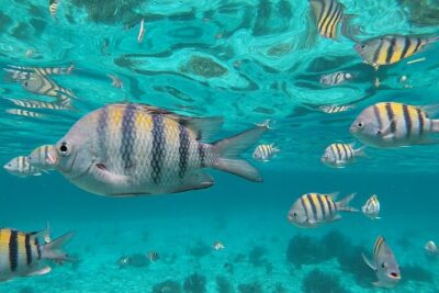 Isla Mujeres: Snorkeling Adventure at the Underwater Museum - El Farito Reef: the boat-only reef that sets the tone