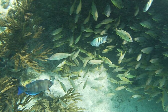Isla Mujeres Snorkeling Adventure at the Underwater Museum - Price and value: is $52 actually fair here?
