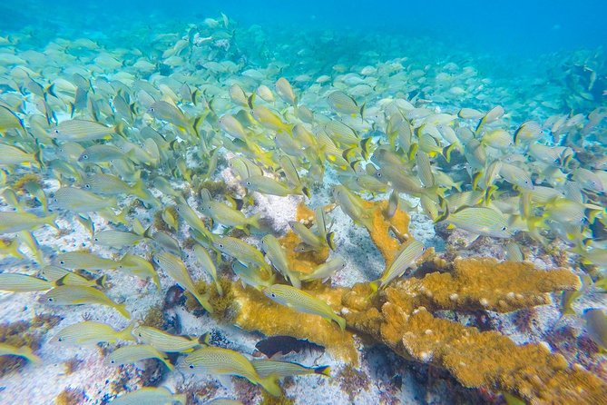 Isla Mujeres Snorkeling Tour Adventure - Food, Drinks, and the Beach-Club Finish