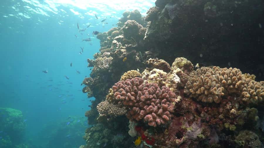Jeddah: Bayada Leisure Boat Trip with Snorkeling - Boat and crew vibe: small-group attention without the chaos