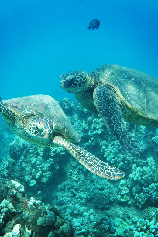 Ka'anapali Beach: Coral Reef Snorkel and Turtle Spotting - Meeting Sea Maui at Whalers Village Beach Walk