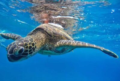 Ka'anapali Beach: Coral Reef Snorkel and Turtle Spotting - Boarding the beach-loading catamaran (and what wet knees really means)