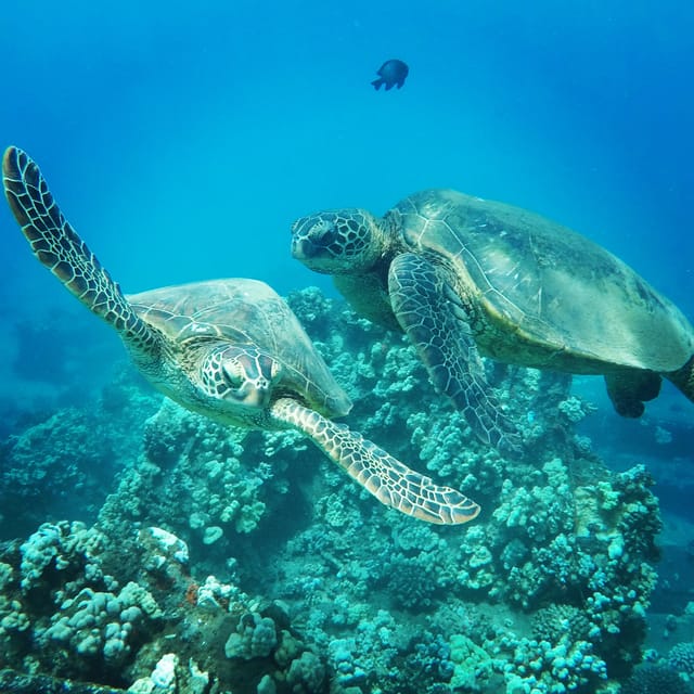 Ka'anapali Beach: Coral Reef Snorkel and Turtle Spotting - Open bar cruising back: a pleasant finish to the snorkel