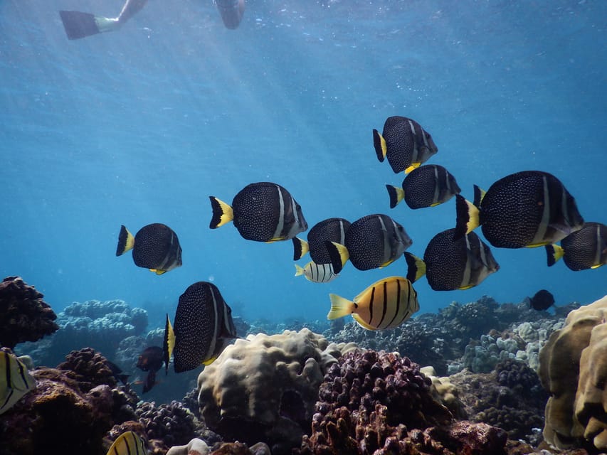 Ka'anapali Beach: Coral Reef Snorkel and Turtle Spotting - Price and value: is $134 per person worth it?