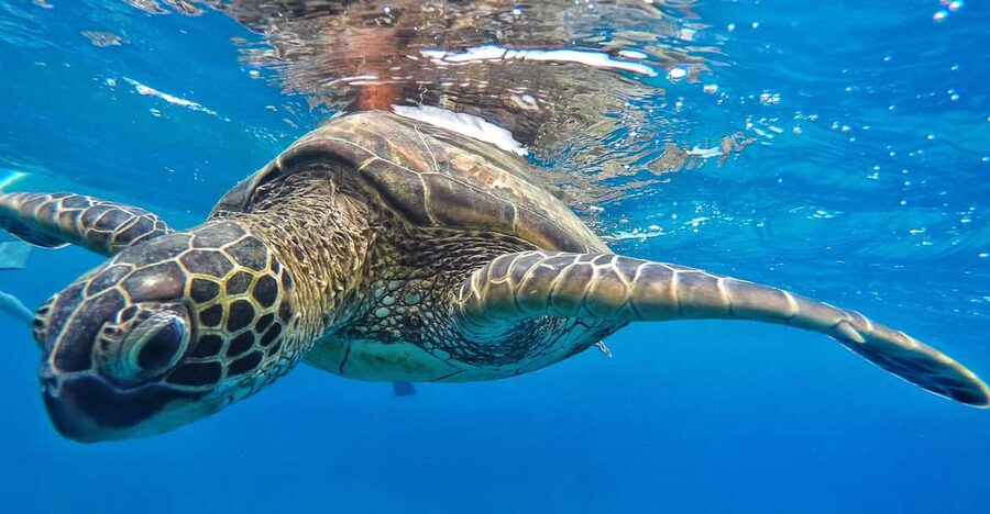 Ka'anapali Beach: Coral Reef Snorkel and Turtle Spotting - Who should book this Kaanapali turtle snorkel, and who shouldn’t