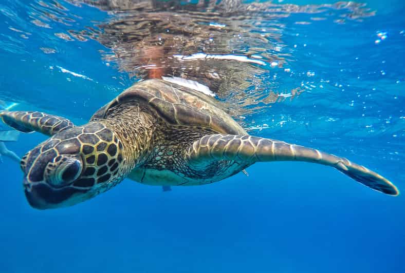 Ka'anapali Beach: Coral Reef Snorkel and Turtle Spotting - Boarding the beach-loading catamaran (and what wet knees really means)
