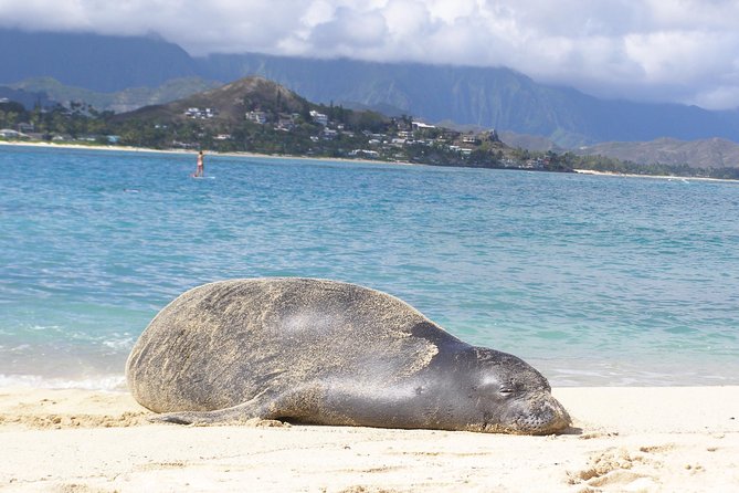 Kailua Bay, Oahu: Epic Kayak and Snorkel to Islands - The lunch break: why a deli meal beats a snack plate