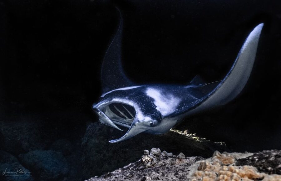 Kailua Kona: Manta Ray Night Snorkel Tour with Guide - Kailua Kona Night Snorkel: Why Manta Rays Feel Different Here