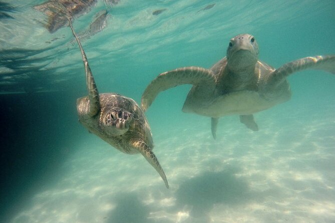Kaneohe Sandbar Snorkeling Tour - 2nd Tour - Stop 3: leaving the sandbar and returning in 10–15 minutes
