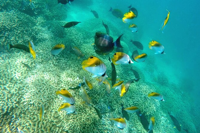 Kaneohe Sandbar Snorkeling Tour - 2nd Tour - What the tour feels like in real life: space, pace, and the “small group” advantage