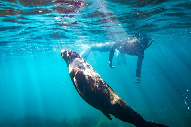 Kangaroo Island - Swim with Dolphins/Seals/Coastal Snorkel - From Penneshaw to Christmas Cove: How the 2 Hours Actually Work