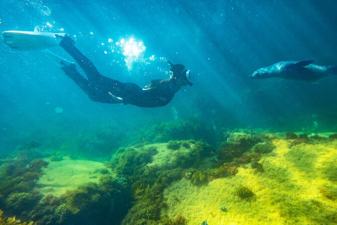 Kangaroo Island - Swim with Dolphins/Seals/Coastal Snorkel - Seals First: How the Trip Starts with Cheeky Long-Nosed Action