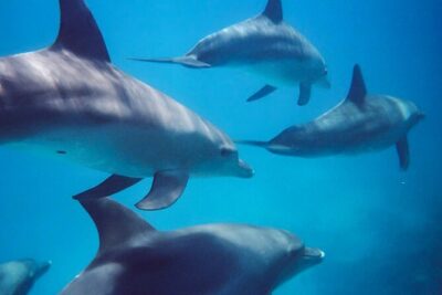 Kangaroo Island - Swim with Dolphins/Seals/Coastal Snorkel - 14–15°C Reality Check: Wetsuits, Double-Wetsuits, and What to Bring