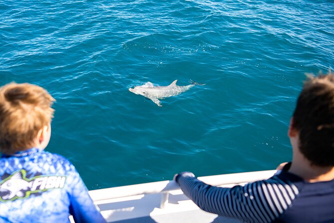 Kangaroo Island - Swim with Dolphins/Seals/Coastal Snorkel - Dolphins, Neonates, and the Day’s Real Decision Tree