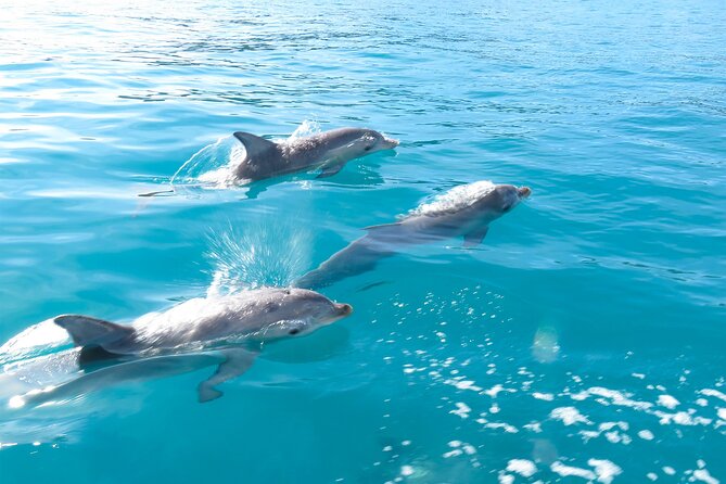 Kangaroo Island - Swim with Dolphins/Seals/Coastal Snorkel - Coastal Snorkel Time: It’s Not Just Gear, It’s Timing