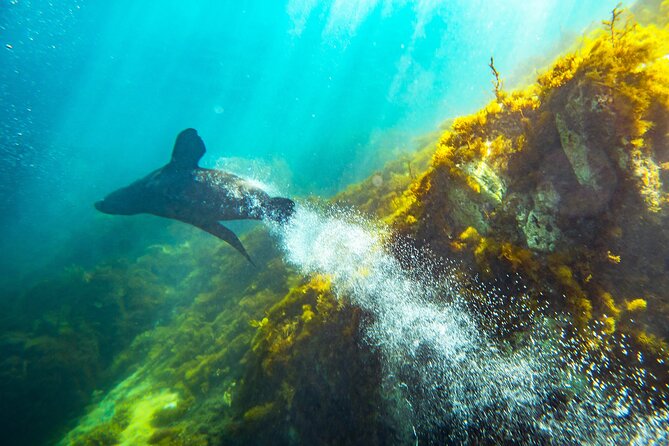 Kangaroo Island - Swim with Dolphins/Seals/Coastal Snorkel - Crew, Safety, and the Physical Part Nobody Puts on Instagram