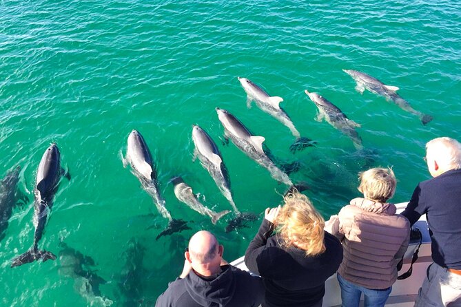 Kangaroo Island - Swim with Dolphins/Seals/Coastal Snorkel - Price and Value: Is $139.86 Worth It?