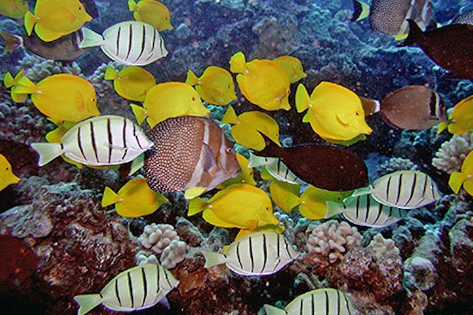 Kauai’s Ultimate Guided Shore Snorkel in South Poipu - South Poipu snorkeling from the beach: what makes it different